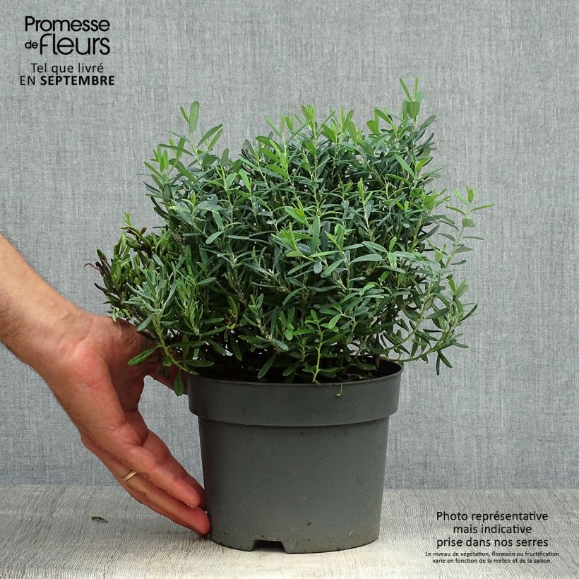 Spécimen de Andromède à feuilles de Polium - Andromeda polifolia Blue Ice en pot de 2/3L tel que livré en automne