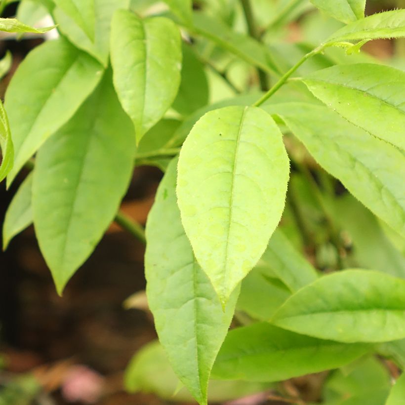 Andromède en arbre - Oxydendron arboreum (Feuillage)