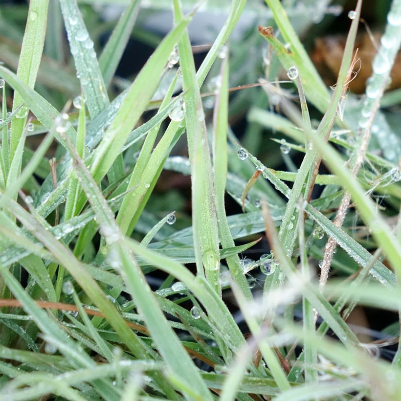 Andropogon ternarius - Barbon fendu (Feuillage)