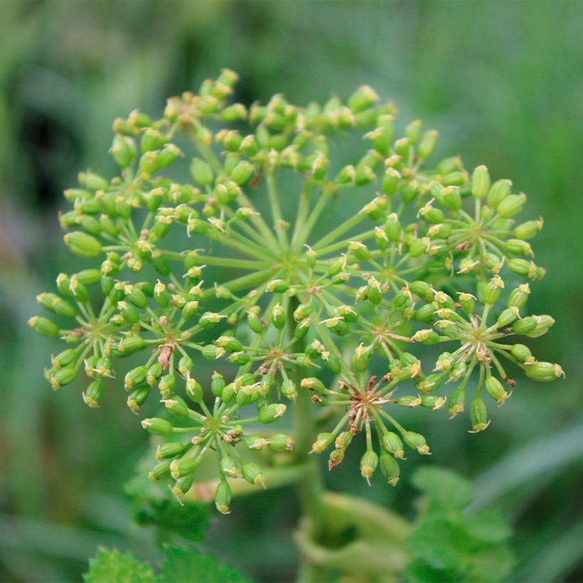 Angelique, Angelica pachycarpa (Floraison)