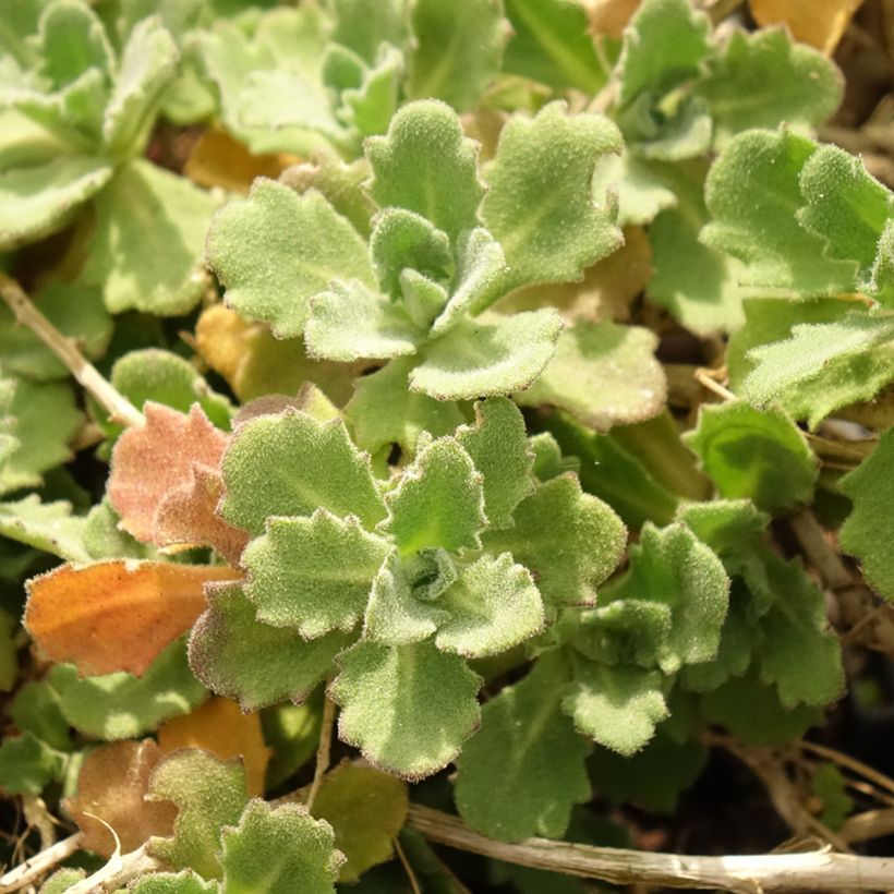 Arabis caucasica Alabaster (Feuillage)