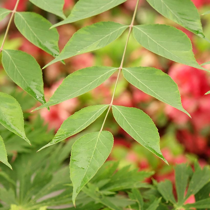 Aralia elata Golden Umbrella - Angélique en arbre (Feuillage)