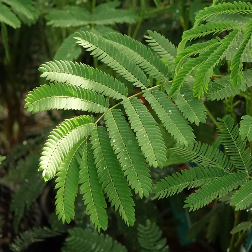 Albizia julibrissin Rouge de Tuilière - Arbre à soie (Feuillage)