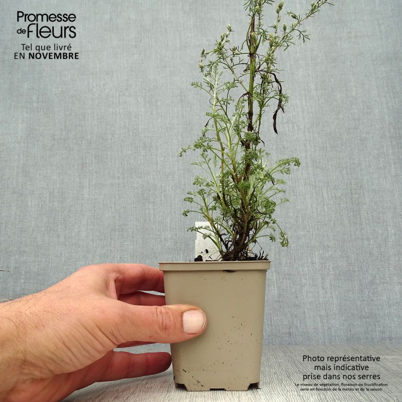 Spécimen de Armoise - Artemisia arborescens Little Mice tel que livré en automne