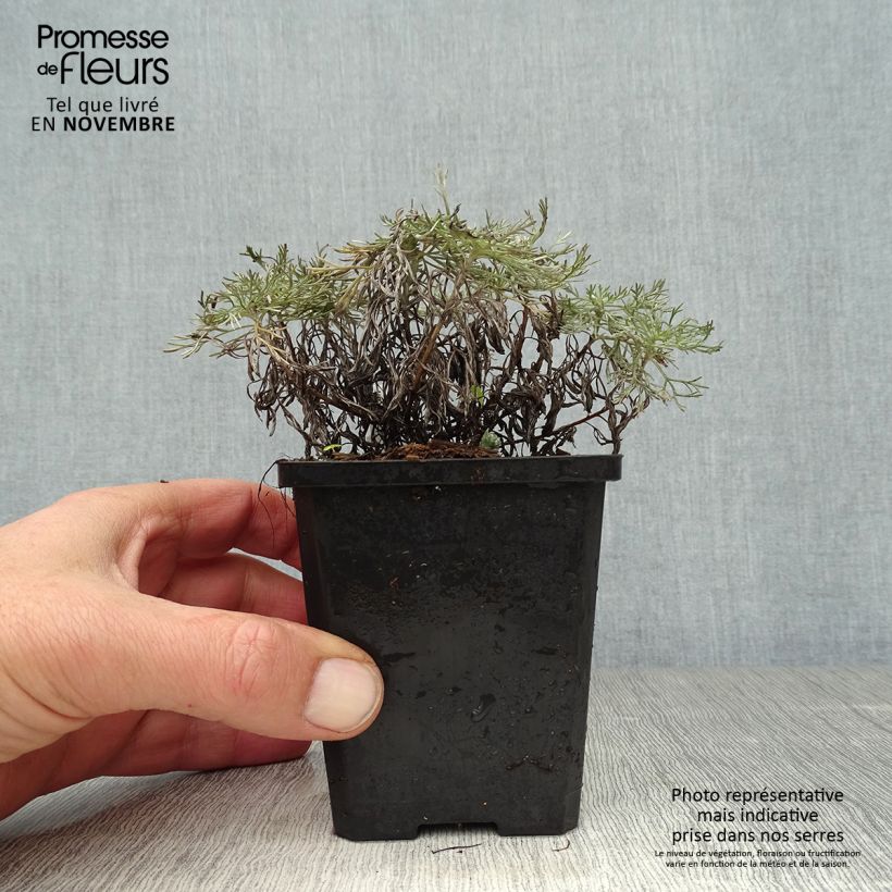 Spécimen de Armoise - Artemisia schmidtiana Nana tel que livré en automne