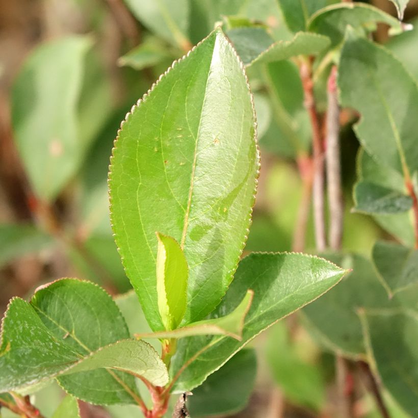 Aronia Lowberry Little Helpers (Feuillage)