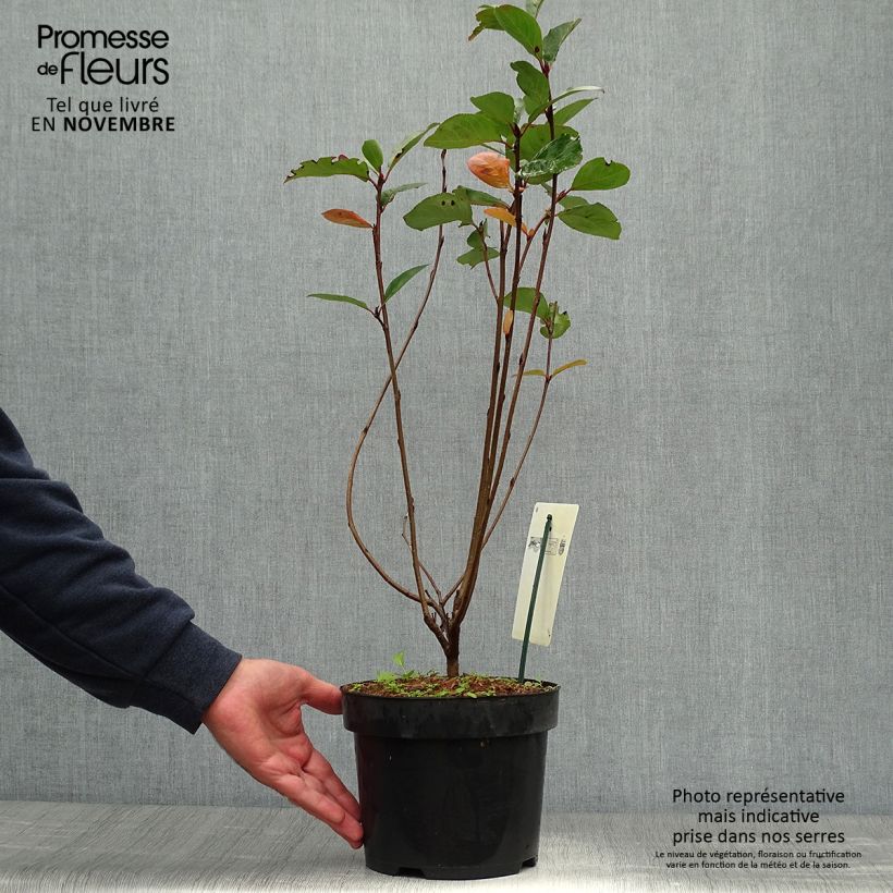 Spécimen de Aronia prunifolia Aron tel que livré en automne