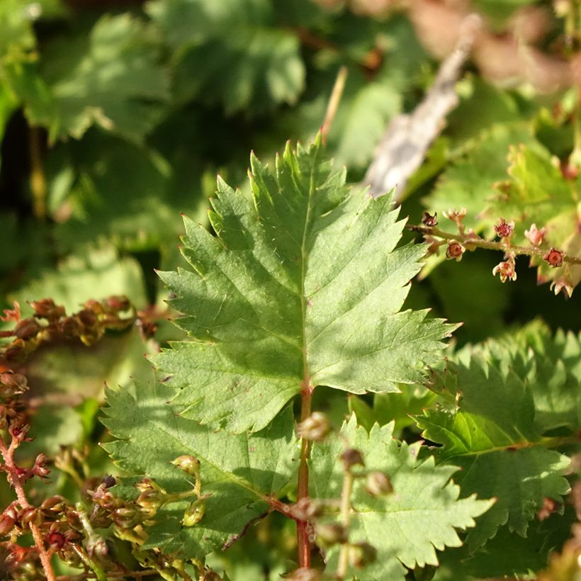 Aruncus diocus var. kamtschaticus, Barbe de Bouc (Feuillage)