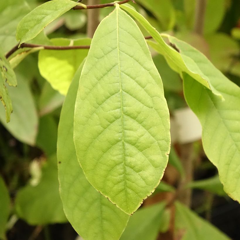 Asimina triloba - Pawpaw (Feuillage)