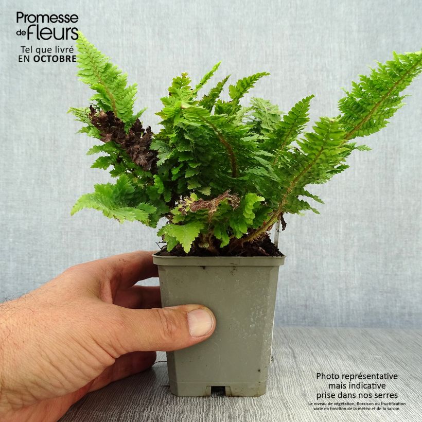 Spécimen de Aspidie à cils raides Congestum - Polystichum setiferum Godet de 9cm tel que livré en automne