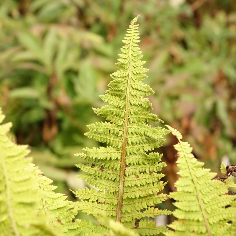 Aspidie à cils raides Congestum - Polystichum setiferum (Feuillage)