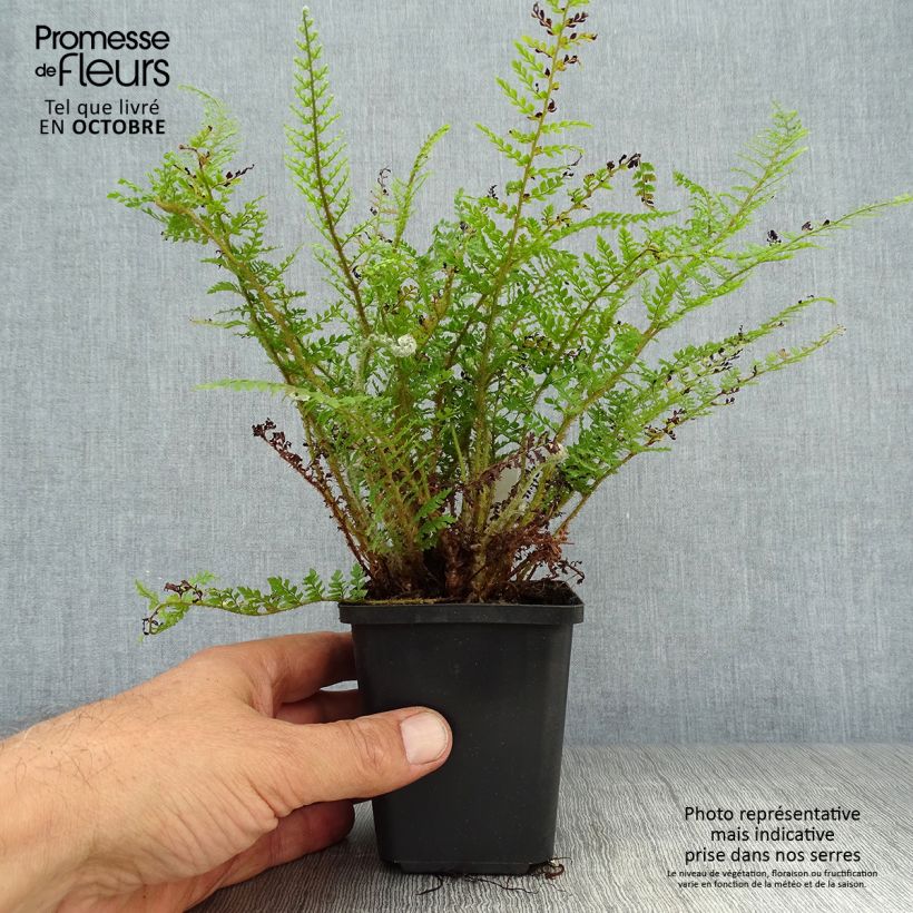 Spécimen de Aspidie à cils raides Proliferum Wollastonii - Polystichum setiferum  Godet de 9cm tel que livré en automne