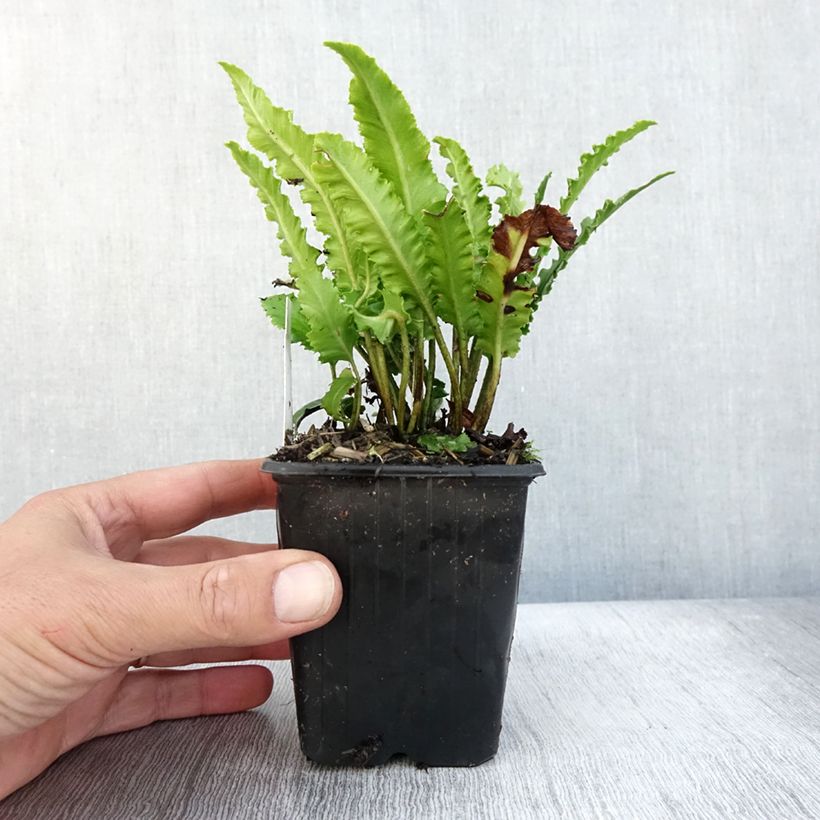 Spécimen de Asplenium scolopendrium Undulatum Angustatum - Fougère scolopendre Godet de 9cm tel que livré en automne