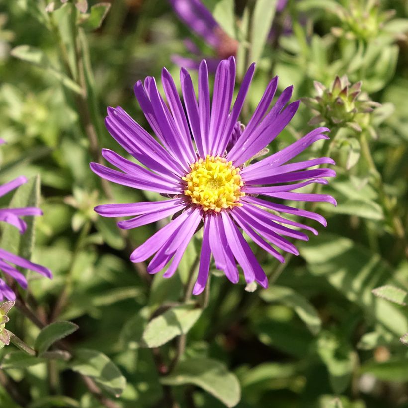 Aster amellus Veilchenkönigin Violet Queen - Aster d'automne (Floraison)