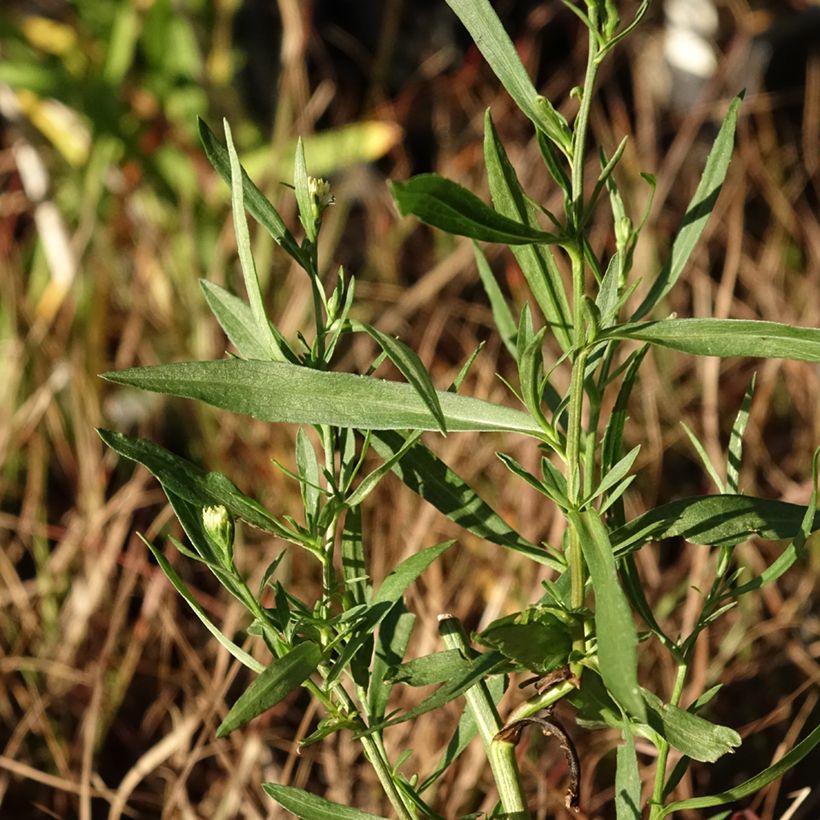 Aster ericoides Schneegitter - Aster fausse-bruyère (Feuillage)