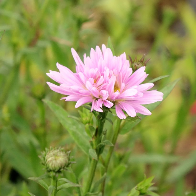 Aster Novi Belgii Fellowship (Floraison)