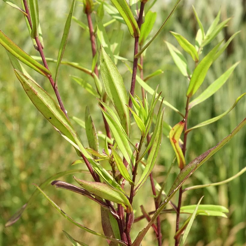 Aster novi-belgii Karmin Kuppel (Feuillage)