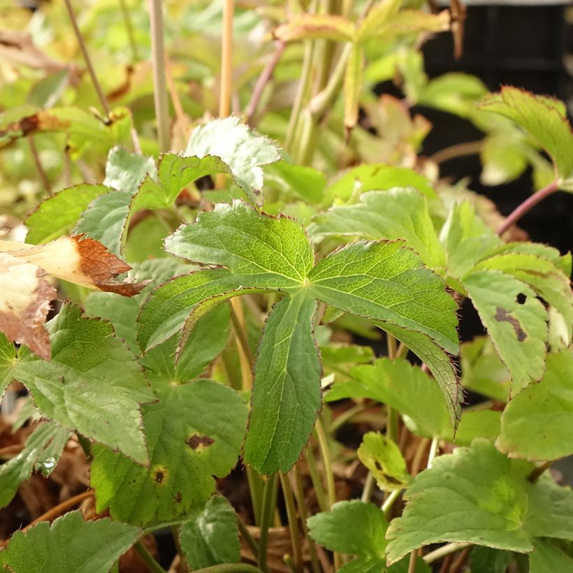 Astrantia major Cerise Button - Grande astrance (Feuillage)