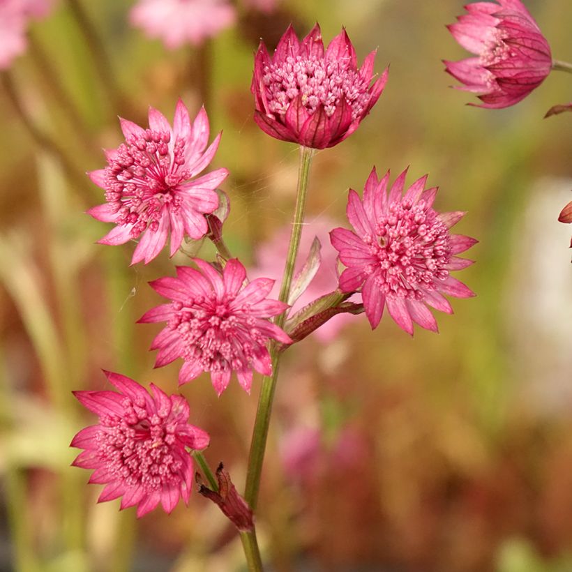 Astrantia major Cerise Button - Grande astrance (Floraison)