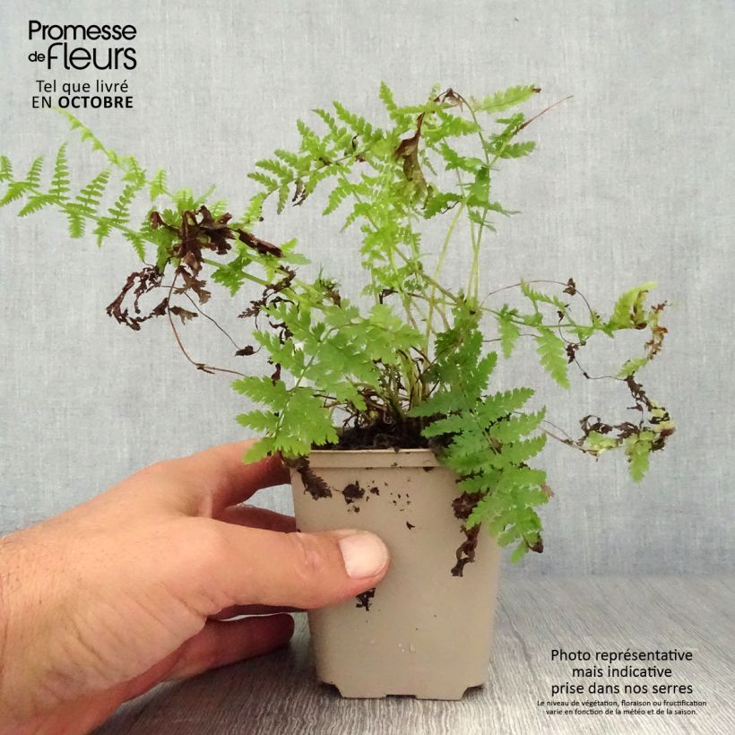 Spécimen de Athyrium filix-femina Rotstiel - Fougère femelle Godet de 9cm tel que livré en automne