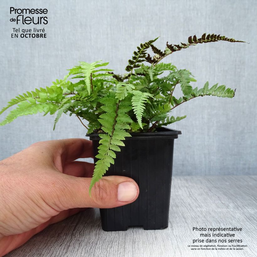 Spécimen de Athyrium niponicum Pictum - Fougère japonaise tel que livré en automne