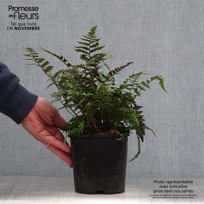 Spécimen de Athyrium niponicum pictum Metallicum - Fougère femelle japonaise Pot de 2L/3L tel que livré en automne