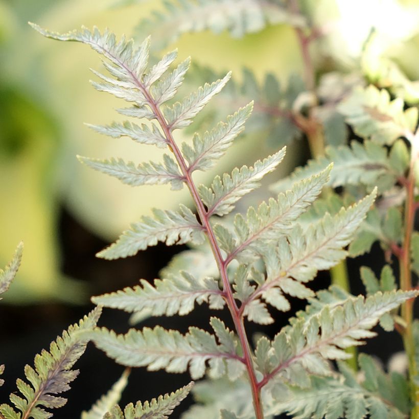 Athyrium niponicum pictum Metallicum - Fougère femelle japonaise (Feuillage)