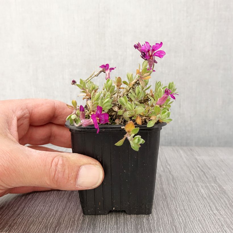 Spécimen de Aubriète Florado Rose - Aubrieta gracilis Godet de 8/9 cm tel que livré au printemps