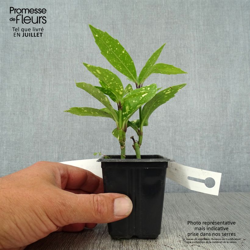 Spécimen de Aucuba japonica Crotonifolia tel que livré en été