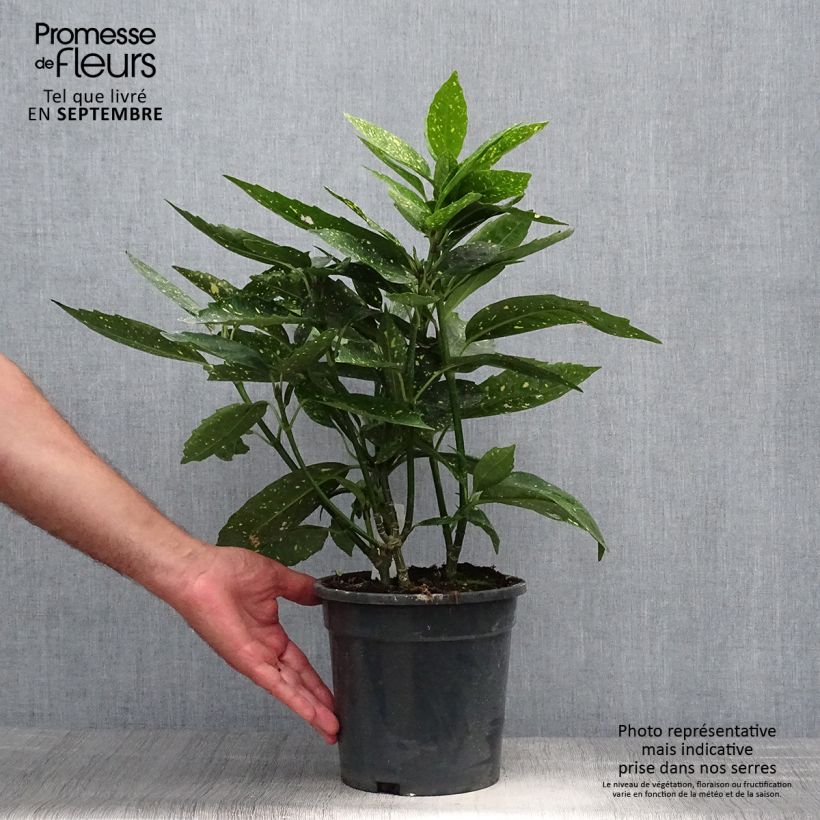 Spécimen de Aucuba japonica - Laurier du Japon Pot de 3L/4L tel que livré en automne