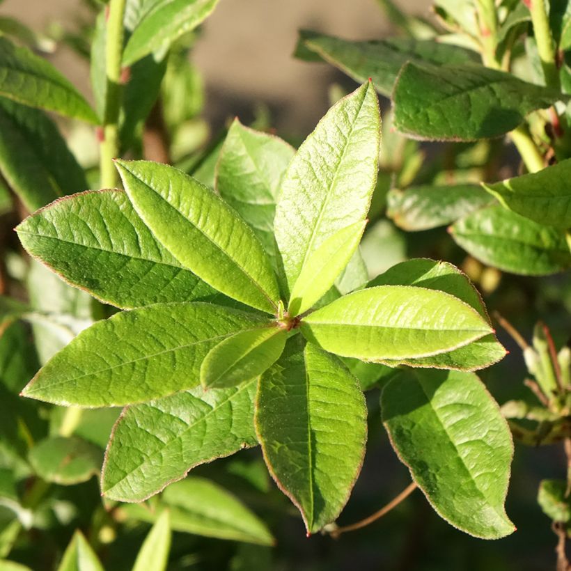 Azalée de Chine Karminduft - Rhododendron viscosum  (Feuillage)