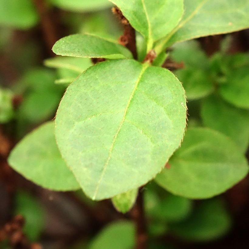 Azalée du Japon Ardeur - Rhododendron hybride (Feuillage)