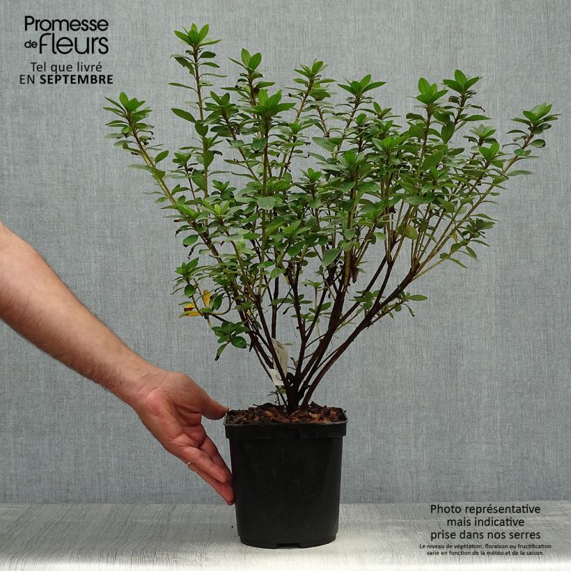 Spécimen de Azalée du Japon Eucharis - Rhododendron hybride Pot de 2L/3L tel que livré en automne