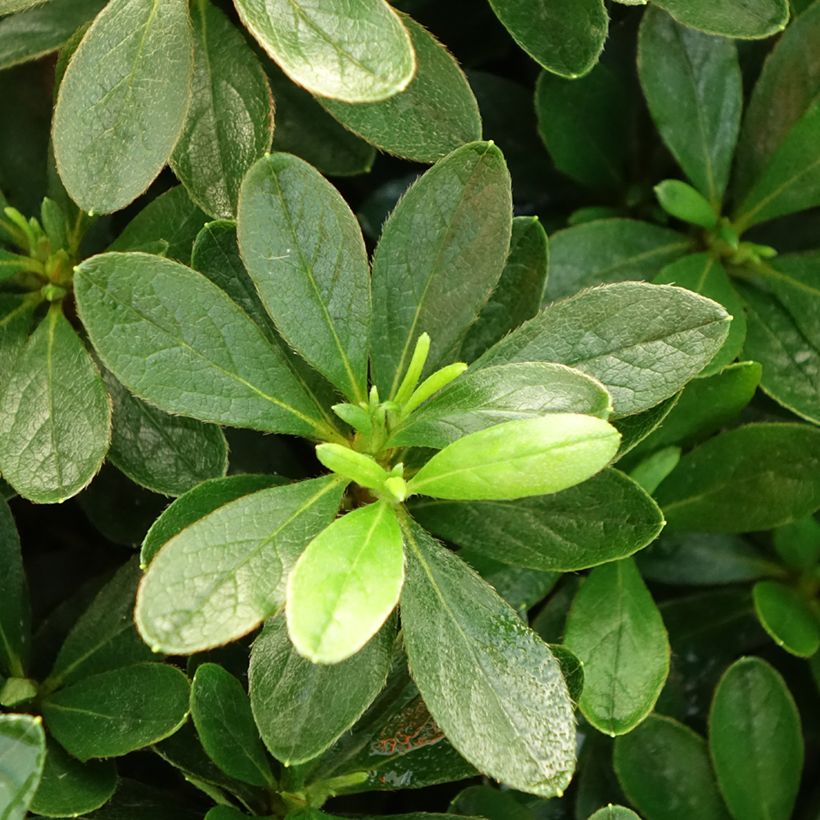 Azalée du Japon Luzi - Rhododendron hybride (Feuillage)