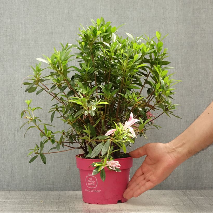 Spécimen de Azalée du Japon Pink Spider - Rhododendron hybride tel que livré au printemps