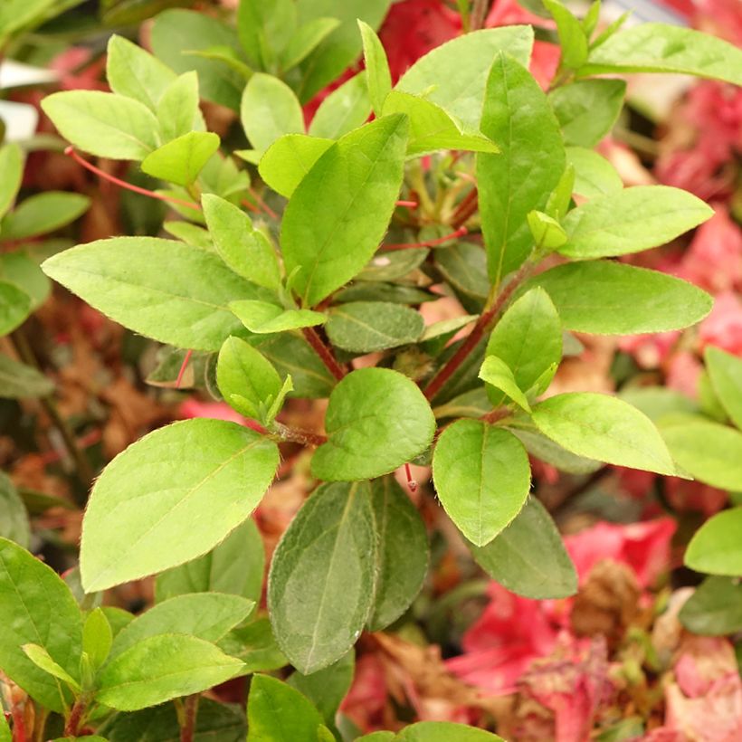 Azalée du Japon Vuyk's Scarlet - Rhododendron hybride. (Feuillage)