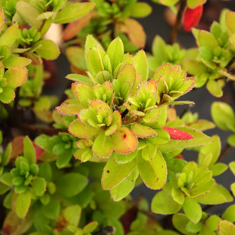 Azalée japonaise - Azalea japonica Arabesk (Feuillage)