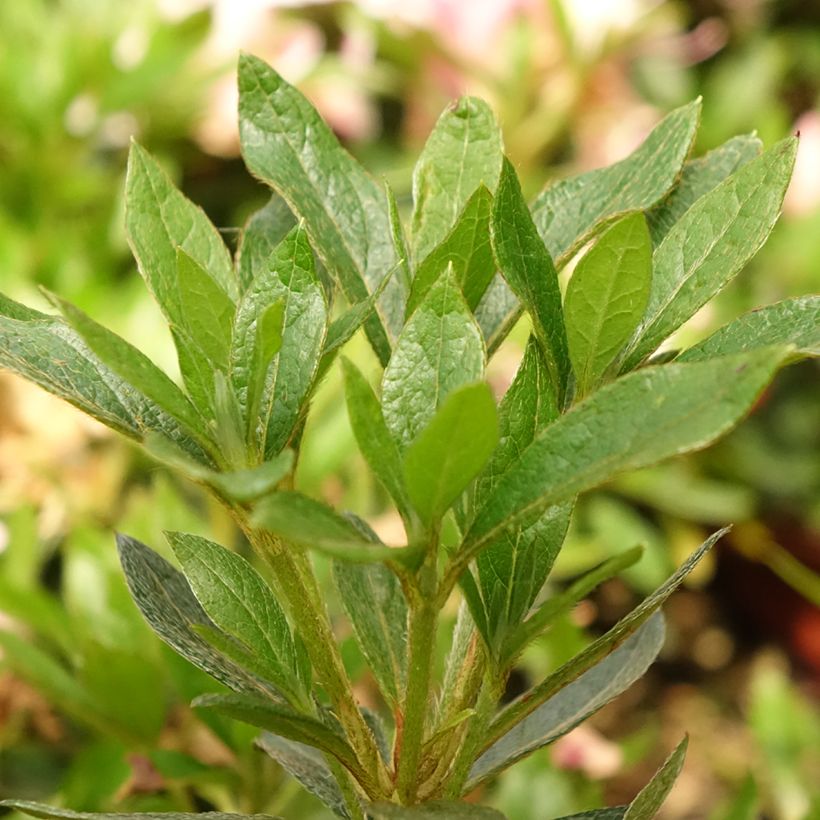 Azalée japonaise Melle - Rhododendron hybride (Feuillage)