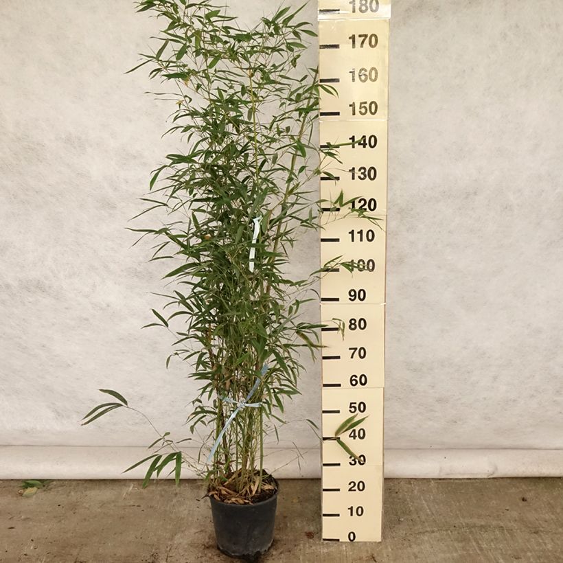 Spécimen de Bambou doré - Phyllostachys aurea en pot de 12L/15L 150/170 cm tel que livré en été