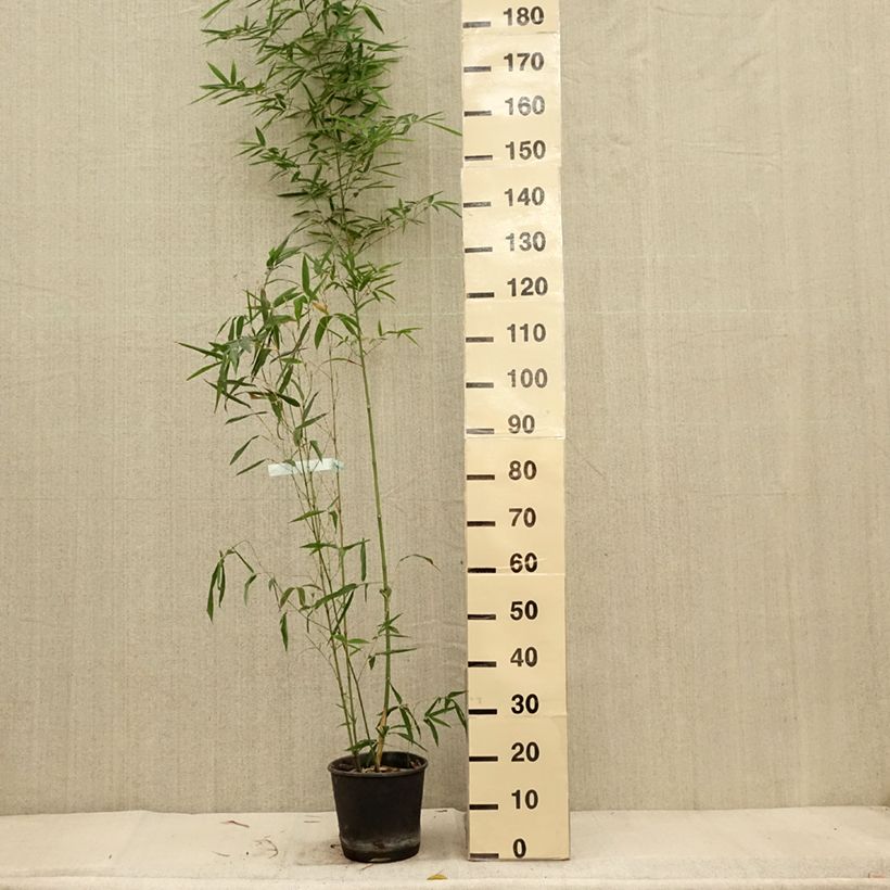 Spécimen de Bambou doré - Phyllostachys aurea Koï Pot de 4/5L tel que livré en automne