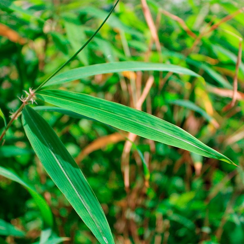 Bambou non traçant - Fargesia yunnanensis (Feuillage)