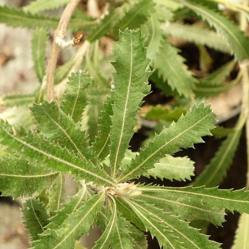 Banksia serrata (Feuillage)