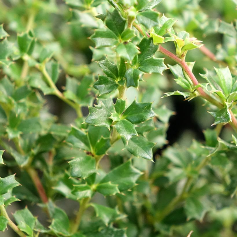 Berberis darwinii Compacta - Épine-vinette (Feuillage)