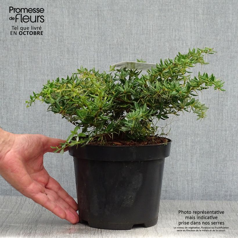 Spécimen de Berberis frikartii Amstelveen - Epine-vinette de Frikart. Pot de 2L/3L tel que livré en automne