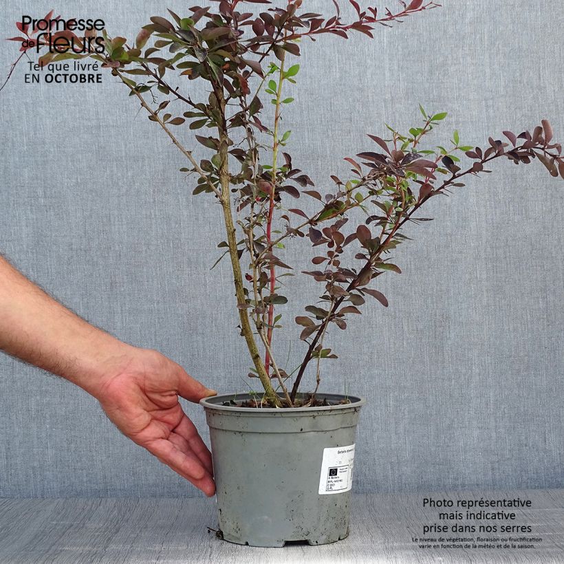 Spécimen de Berberis ottawensis Auricoma - Epine-vinette. Pot de 3L/4L tel que livré en automne