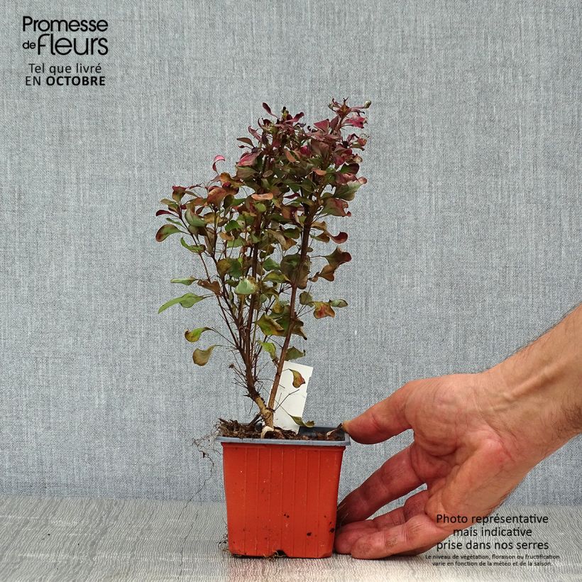 Spécimen de Berberis thunbergii Atropurpurea en godet de 9cm tel que livré en automne