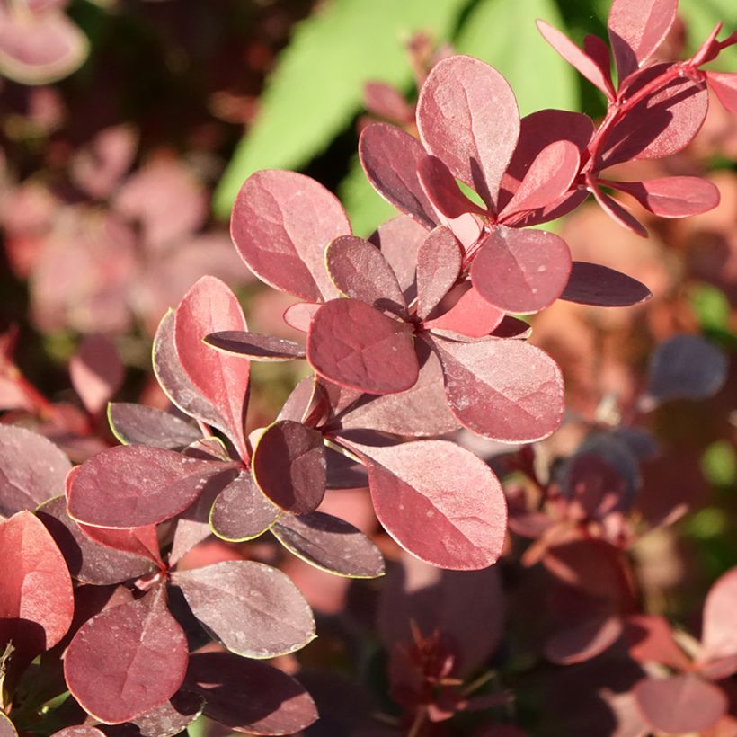 Berberis thunbergii Atropurpurea - Epine-vinette (Feuillage)