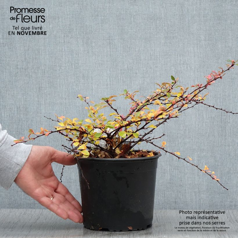 Spécimen de Berberis thunbergii Natasza Pot de 2L/3L tel que livré en automne