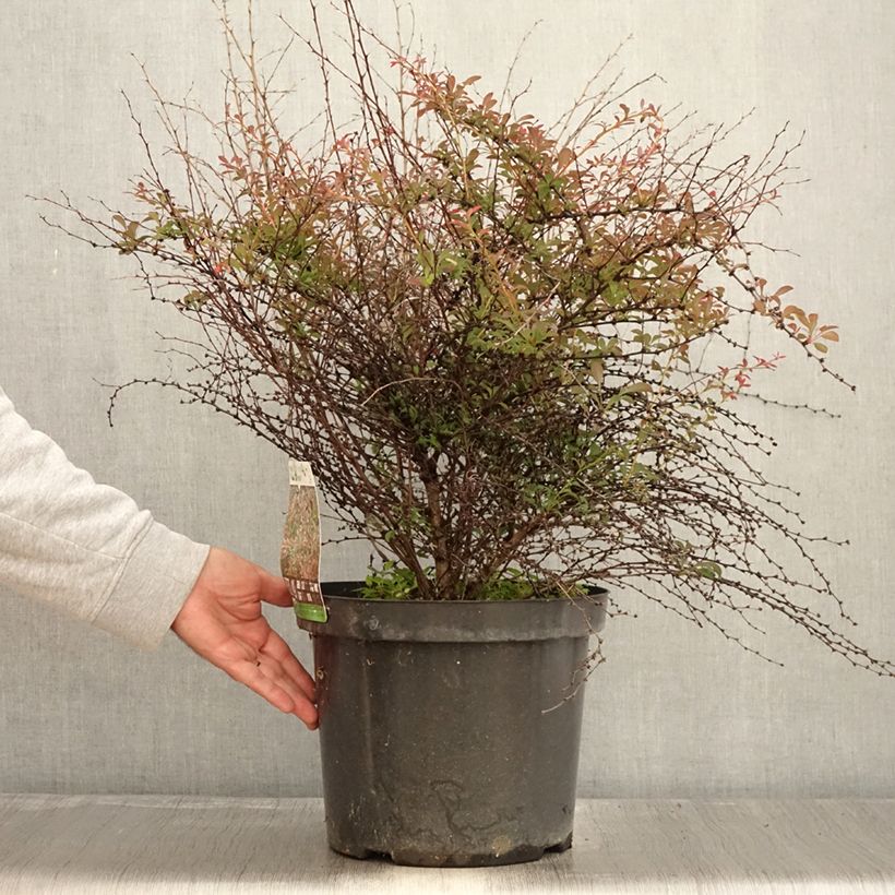 Spécimen de Berberis thunbergii Red Dream - Epine-vinette en pot de 7,5l/10l tel que livré en automne