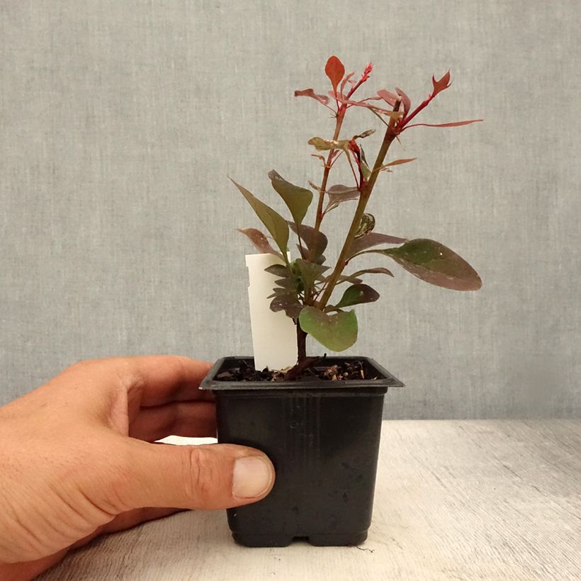 Spécimen de Berberis thunbergii Rosy Glow - Godet de 8/9 cm tel que livré en été